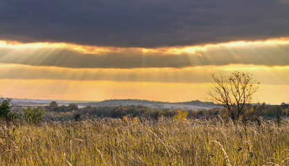 Obraz premium lonely tree in the autumn field under cloudy sky