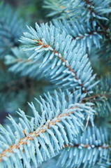 Naklejka na ściany i meble Blue spruce brances close-up