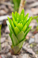 Fresh green sprout of lily in garden