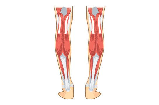 Calf Muscle of human. Illustration about human leg Anatomy.
