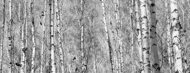Fototapety  birch forest, black-white photo, autumn landscape, beautiful panorama