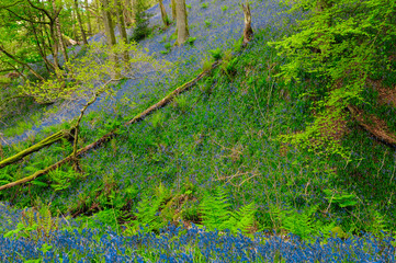 Bluebells.