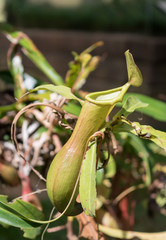Close up nepenthes, tropical pitcher plants or monkey cups in forest.