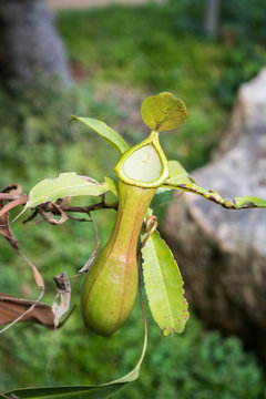 Close up nepenthes, tropical pitcher plants or monkey cups in forest.