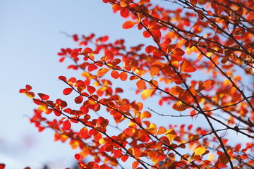 rot verfärbtes Herbstlaub an Zweigen