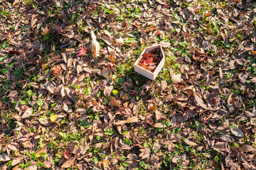 落ち葉が詰まった建物