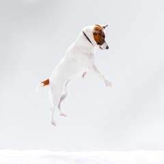 Small Jack Russell Terrier on white