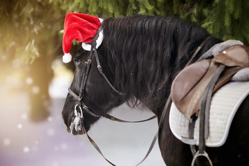 Portrait of the saddled horse in a cap in a a red Santa Claus hat