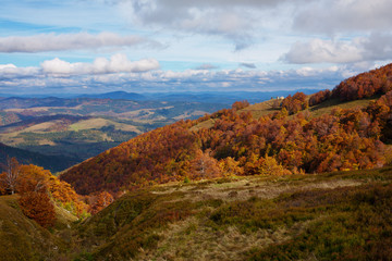 Yellow and red beech forests on the slopes of the Carpathians in the golden autumn season.