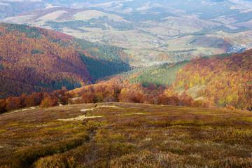 Obraz premium Yellow and red beech forests on the slopes of the Carpathians in the golden autumn season.