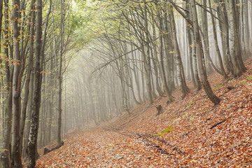 Misty beech forest on the slopes of the Carpathians.