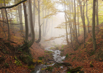 Stream in beech forest in a golden autumn in the Carpathians.