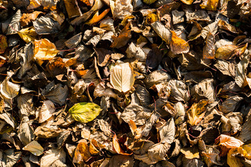 枯葉, テクスチャ