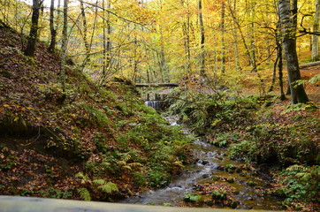 Fototapeta premium Ormanda Sonbahar