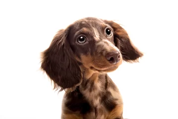 Abwaschbare Fototapete Hund Kleiner Dackelhund