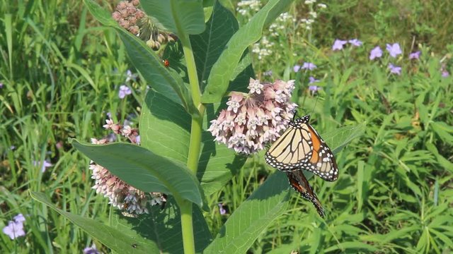 Two adults of the North American Monarch butterfly (Danaus plexippus) on flowers of their host plant common milkweed (Asclepias syriaca) being blown about in the wind
