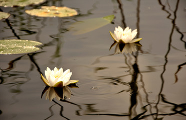 Water Lily