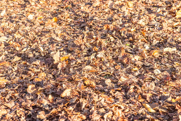 枯葉, テクスチャ