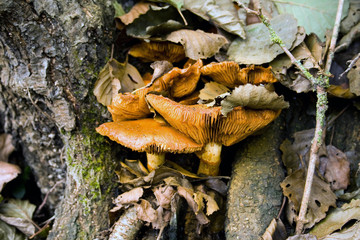 Funghi di Bosco