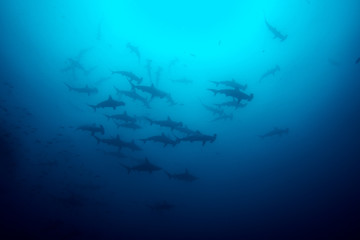 Cocos island hammerhead sharks - obrazy, fototapety, plakaty