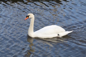 Swan