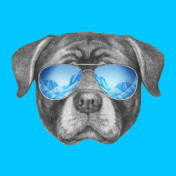 Portrait of Rottweiler with sunglasses. Hand drawn illustration.