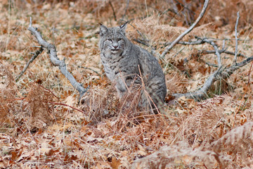 Bobcat hunting