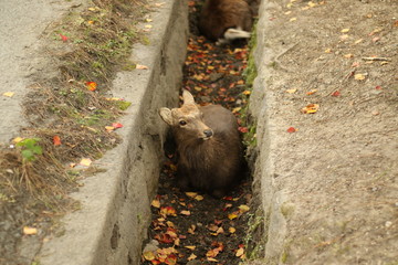 落ち葉と鹿