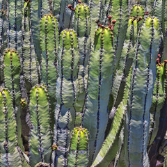 Fototapeta premium Cactus - Malpais de Guimar – Tenerife