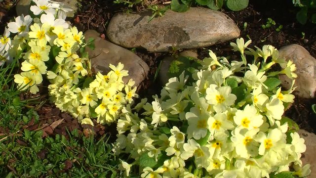 Schl&uuml;sselblumen zittern im Wind