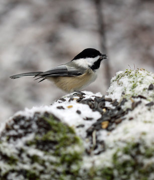 m&eacute;sange &agrave; t&ecirc;te noire