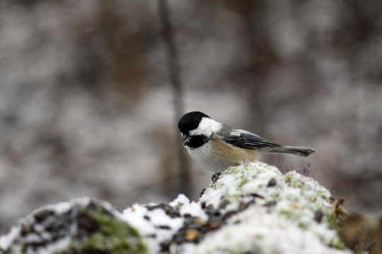 m&eacute;sange &agrave; t&ecirc;te noire