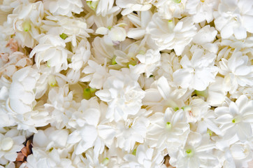 Fototapeta premium Jasmine flowers spread over white background