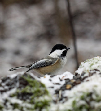 m&eacute;sange &agrave; t&ecirc;te noire