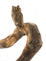 Obraz premium European scops owl