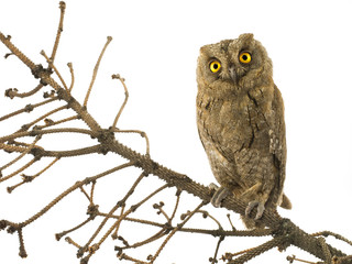 European scops owl