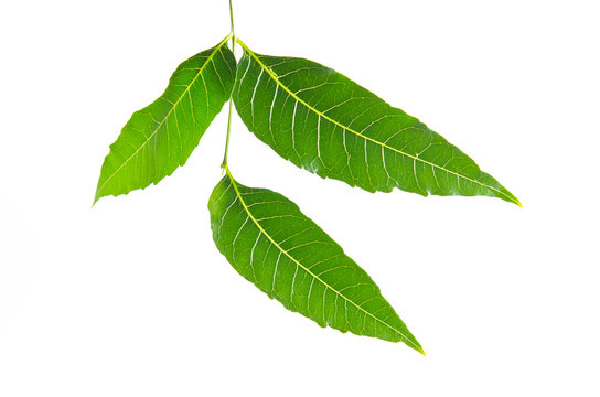 Margosa, nim or neem tree, genus Melia green leaf isolated on wh