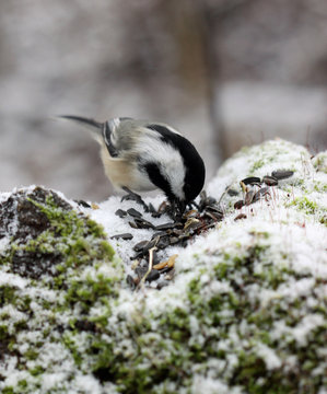 m&eacute;sange &agrave; t&ecirc;te noire