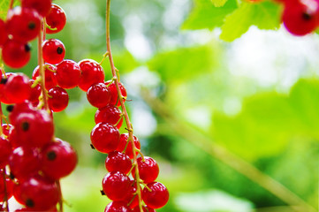 Red currants on the branch in the garden