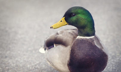 Fototapeta premium Close up of a mallard duck