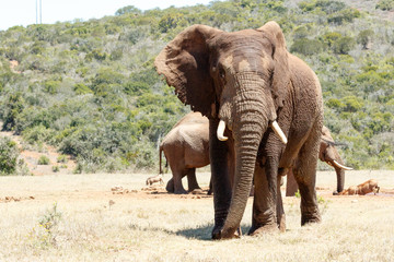 African Elephant stopping and posing