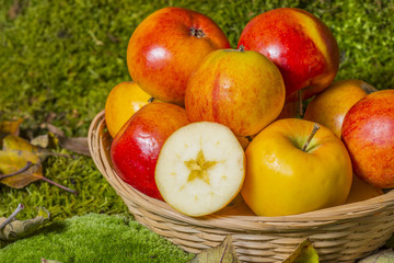 apples in a basket in the fall garden