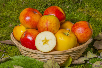 apples in a basket in the fall garden