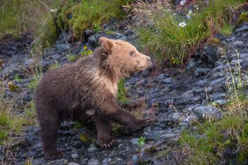 Fototapeta premium Small little first year cub. 