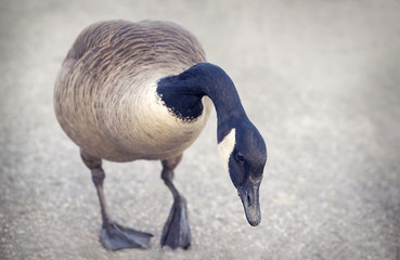 Close up of a Canada goose