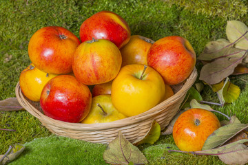 apples in a basket in the fall garden