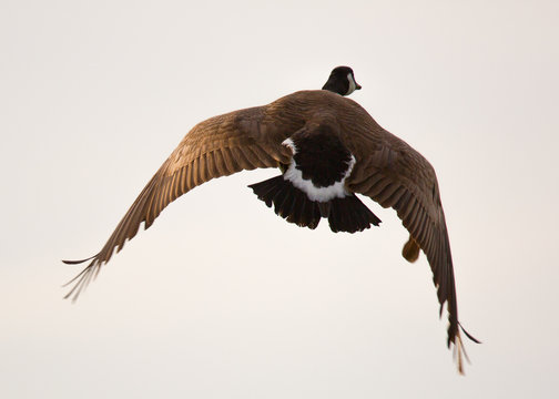 Canada goose flying away