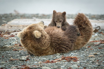 Grizzly Sow and Little Cub on beach feeding, walking & playing