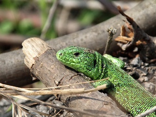 green lizard. portrait
