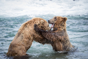 Wild Fighting Bears of McNeil River Refuge. 
